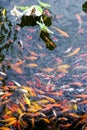 koi pond with lotus Royalty Free Stock Photo