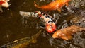 Koi in a pond Royalty Free Stock Photo