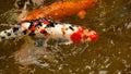 Koi in a pond Royalty Free Stock Photo