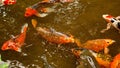 Koi in a pond Royalty Free Stock Photo