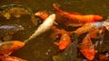 Koi in a pond Royalty Free Stock Photo