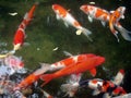 Koi at pond1 Royalty Free Stock Photo