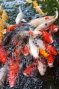 Koi pool closeup detail Royalty Free Stock Photo