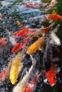 Koi pool closeup detail Royalty Free Stock Photo