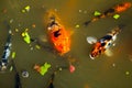 Koi in the Shoyoen Garden in Dubbo Australia