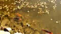 Koi Swimming Racing for Gold in Koi Pond Virginia Tech Botanical Gardens Blacksburg Va