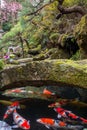 Koi swimming under stone bridge in a Japanese garden with cherry blossom in background