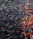 Koi swimming in water garden. Fancy and colorful carp fish. Koi Fishes swim in black pond. Royalty Free Stock Photo