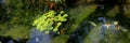 Koi Swimming in Waterlily Pond Royalty Free Stock Photo