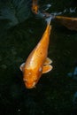 A koi swims on the surface of a pond Royalty Free Stock Photo