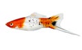 Koi Swordtail Xiphophorus Helleri Male aquarium fish isolated on white