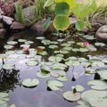 Lilly pond water garden flowers Royalty Free Stock Photo