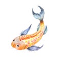 Koi watercolor. Gold fish isolated. Ying Yang symbol.