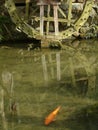 Koi and waterwheel Royalty Free Stock Photo