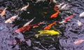 Kois are swimming in the pool. Royalty Free Stock Photo