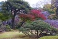 Koishikawa Korakuen Garden