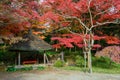 Koishikawa Korakuen Garden in Autumn in Tokyo Royalty Free Stock Photo