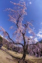 Koishikawa Korakuen weeping cherry tree of