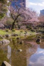 Koishikawa Korakuen weeping cherry tree of