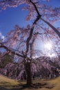 Koishikawa Korakuen weeping cherry tree of