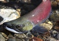 Kokanee Salmon Coming out of the Water