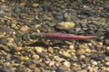 Kokanee Salmon in Mission Creek Royalty Free Stock Photo