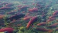 Kokanee salmon spawning upstream in creek