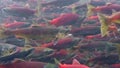 Kokanee salmon spawning upstream in creek