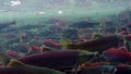 Kokanee salmon spawning upstream in creek