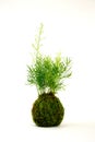 Kokedama with Asparagus plant Royalty Free Stock Photo