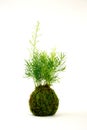 Kokedama with Asparagus plant