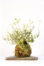 Kokedama called ball of soil