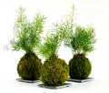 Kokedama plants collection Royalty Free Stock Photo