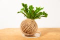 Kokedama with asplenium Royalty Free Stock Photo