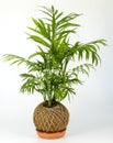 KOKEDAMA - Decorative plant composition in japanese style.