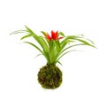 Kokedama Guzmania Minor Royalty Free Stock Photo