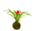 Kokedama Guzmania Minor