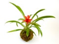 Kokedama Guzmania Minor Royalty Free Stock Photo