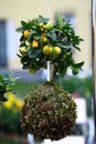 Kokedama