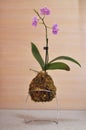 Kokedama moss ball with pink orchid phalaenopsis Royalty Free Stock Photo