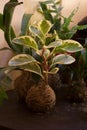 Kokedama with Peperomia oblusifolia plant