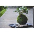 Kokedama plant with mini terrerium