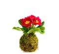 Kokedama Primula vulgaris