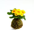 Kokedama Primula vulgaris