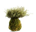 Kokedama Thymus vulgaris