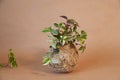 kokedama with tradescantia