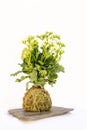 Kokedama called ball of soil