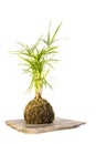 Kokedama called ball of soil