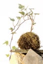 Kokedama called ball of soil