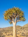 Kokerboom or Quiver Tree Royalty Free Stock Photo